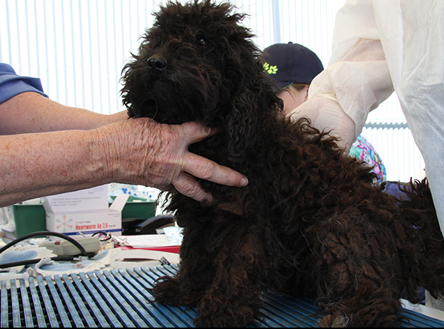 Little blind Jemma when she was brought into RSPCA